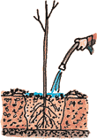 Illustration of a bare root tree being planted according to the sixth step.