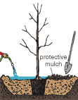 Illustration of a containerized tree being planted according to the fifth step.