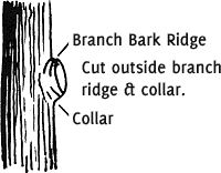 Ridge & Collar