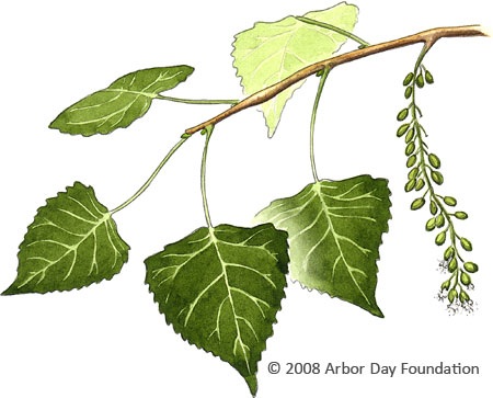 Download What Tree Is That? Online Edition at Arborday.org