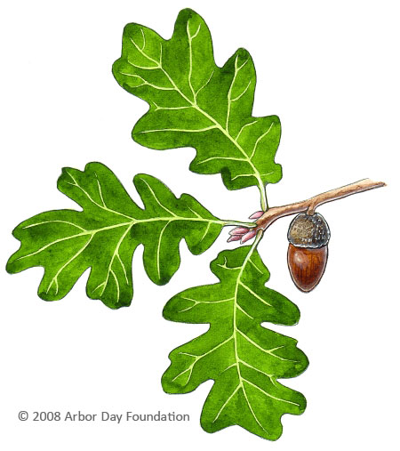 What Tree Is That? Online Edition at Arborday.org
 Quercus Garryana Leaf