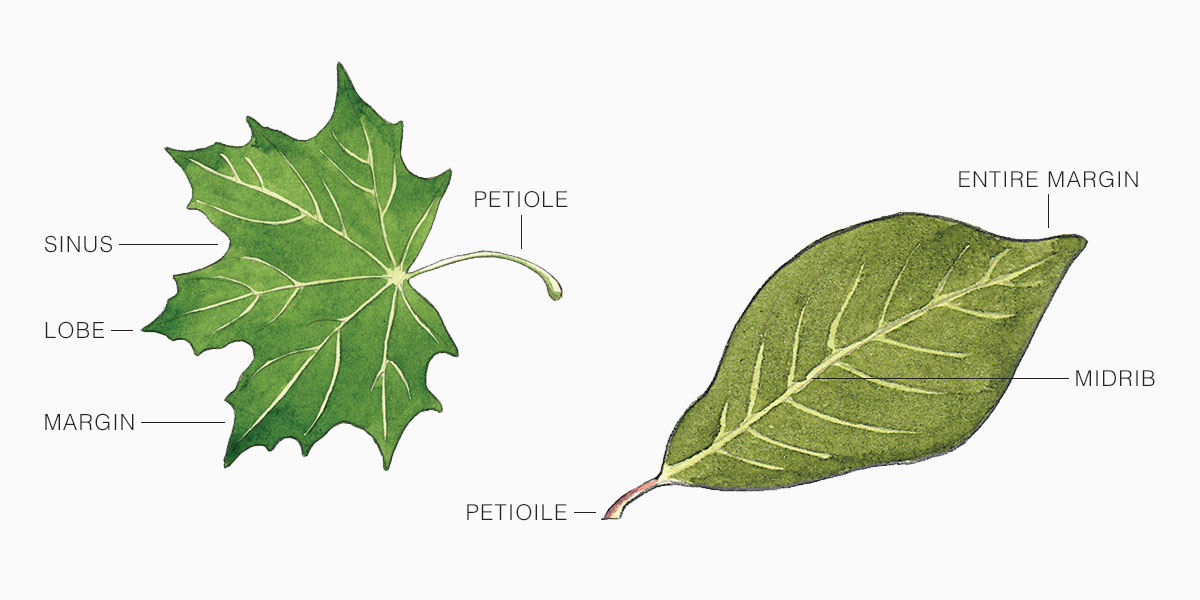 Glossary — Tree Guide at arborday.org